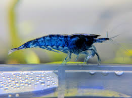 Blue Dream Shrimp x1