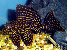 Bristlenose Goldspot Pleco x1