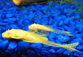 Bristlenose Longfin Albino x1