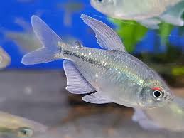 Diamond Tetras x3