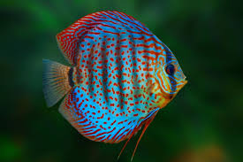 Discus 5cm