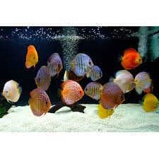 DISCUS Assorted x1