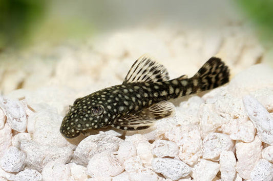 Bristlenose Sailfin Pleco x1