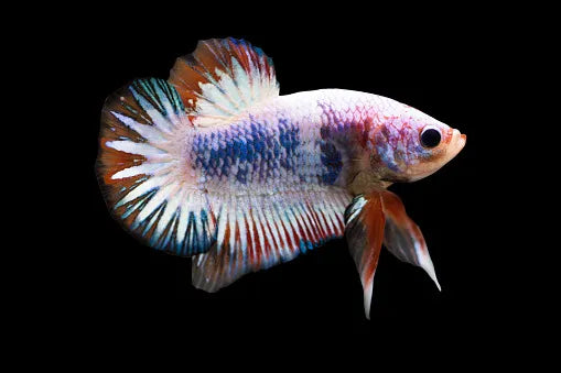 Fancy Female Betta x1