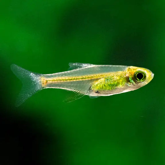 Green Rasboras x1 -  Regular