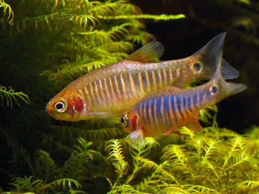 Emerald Rasbora x1